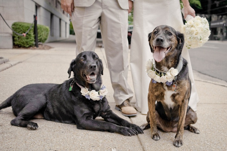 Como incluir seu cachorro no casamento